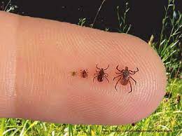 Warm Season = Tick Season